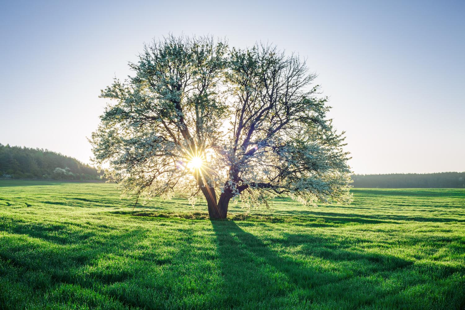 Photo of tree with sun behind at magic hour