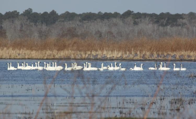 impoundment-utilization