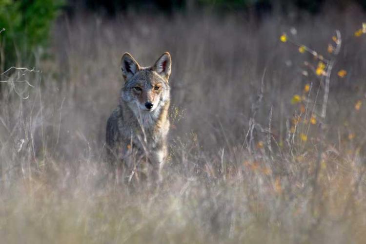 THE CATCH-22 OF COYOTE CONTROL