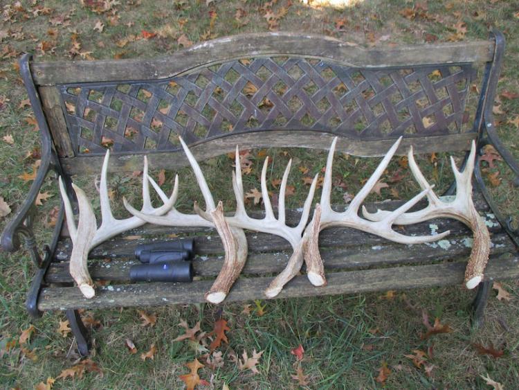 19 SHED HUNTING STRATEGIES