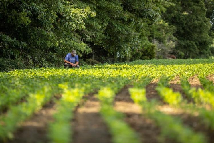 LEARN HOW TO BEST PLANT WARM SEASON FOOD PLOTS