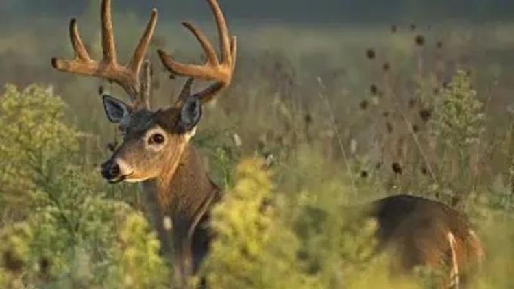 CLEARCUTTING FOR WILDLIFE