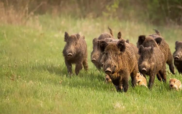 THE LATEST ON FERAL HOGS