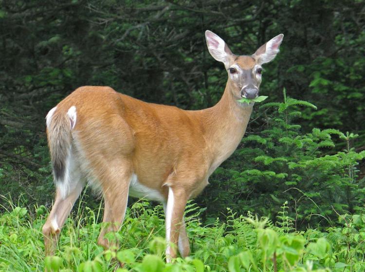 WHY SUMMER FORAGE IS SO IMPORTANT TO DEER POPULATION