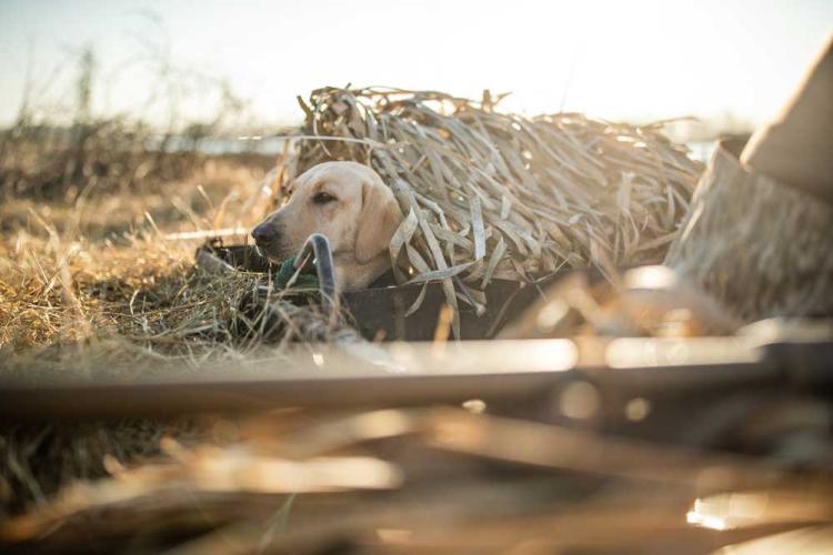 dog-in-duck-blind.jpg