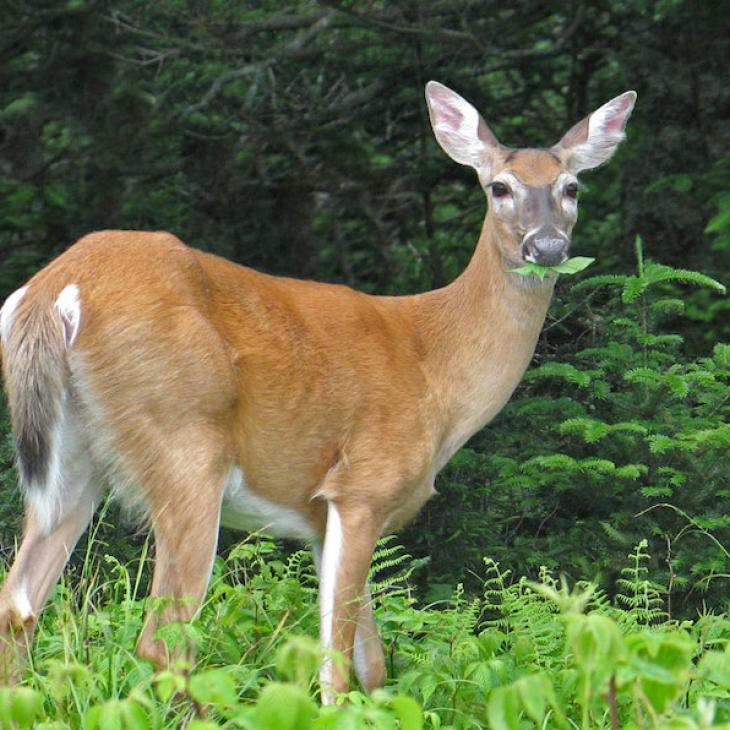 WHY SUMMER FORAGE IS SO IMPORTANT TO DEER POPULATION