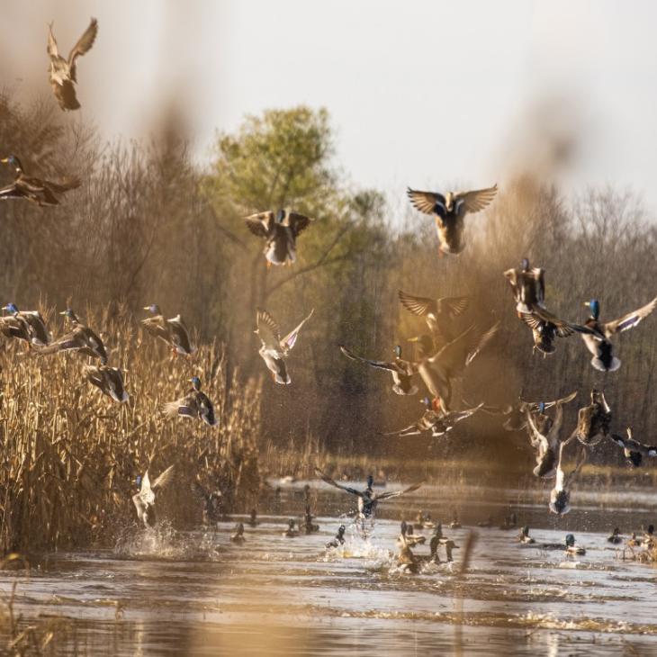 wetland.jpg