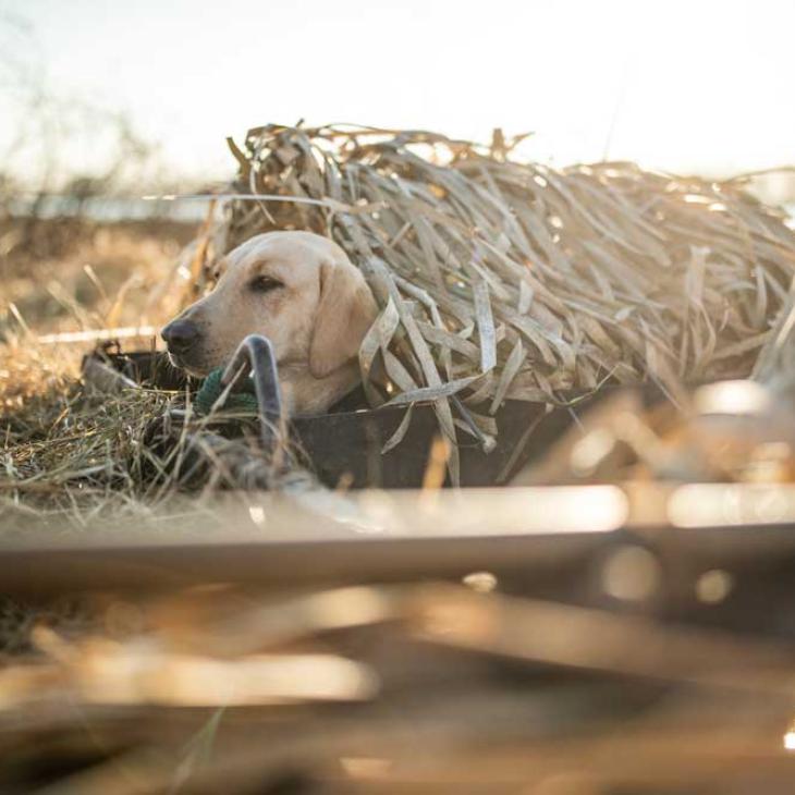 dog-in-duck-blind.jpg