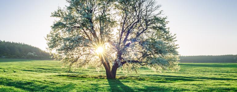 Photo of tree with sun behind at magic hour