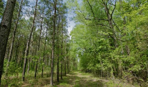 Photo #43 of SOLD property in off Windley Rd, Washington, NC 102.0 acres