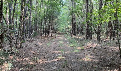 Photo #13 of SOLD property in Off Fletcher Chapel Road, Kenbridge, VA 76.0 acres