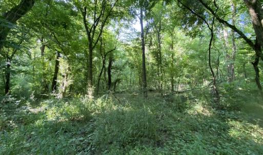 Photo #25 of SOLD property in Off Fletcher Chapel Road, Kenbridge, VA 76.0 acres