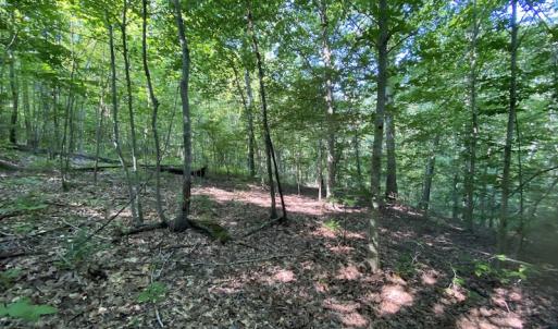 Photo #27 of SOLD property in Off Fletcher Chapel Road, Kenbridge, VA 76.0 acres