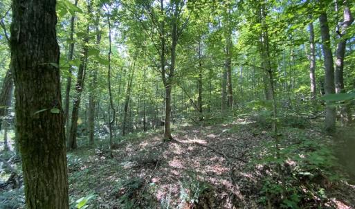 Photo #31 of SOLD property in Off Fletcher Chapel Road, Kenbridge, VA 76.0 acres