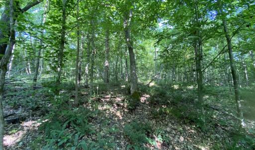 Photo #32 of SOLD property in Off Fletcher Chapel Road, Kenbridge, VA 76.0 acres