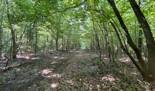 Photo #36 of SOLD property in Off Fletcher Chapel Road, Kenbridge, VA 76.0 acres