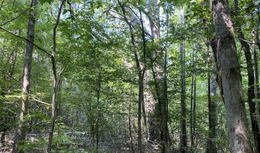 Photo #37 of SOLD property in Off Fletcher Chapel Road, Kenbridge, VA 76.0 acres