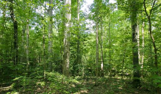 Photo #35 of SOLD property in Off Adcock Road, Enfield, NC 58.0 acres