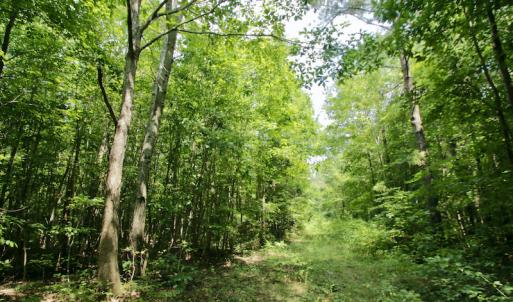 Photo #40 of SOLD property in Off Adcock Road, Enfield, NC 58.0 acres