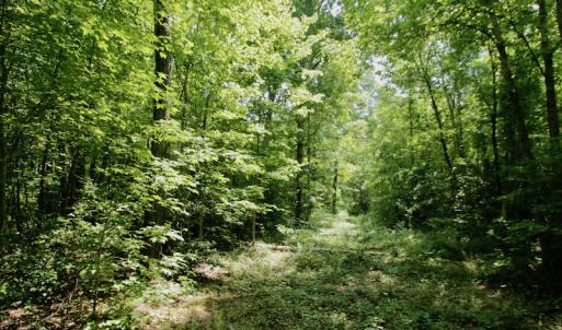 Photo #43 of SOLD property in Off Adcock Road, Enfield, NC 58.0 acres