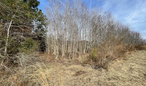 Photo #16 of SOLD property in Off Old Neck Road, Exmore, VA 3.7 acres