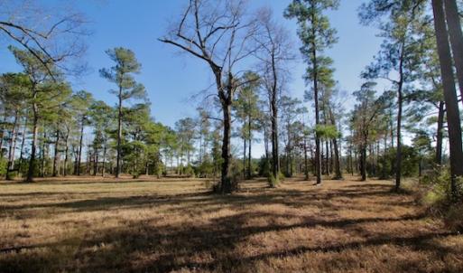 Photo #43 of SOLD property in Off Highway 304, Bayboro, NC 16.6 acres