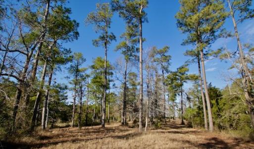 Photo #44 of SOLD property in Off Highway 304, Bayboro, NC 16.6 acres