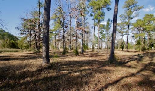 Photo #45 of SOLD property in Off Highway 304, Bayboro, NC 16.6 acres