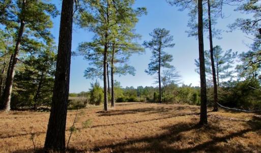 Photo #46 of SOLD property in Off Highway 304, Bayboro, NC 16.6 acres
