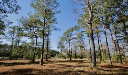 Photo #47 of SOLD property in Off Highway 304, Bayboro, NC 16.6 acres
