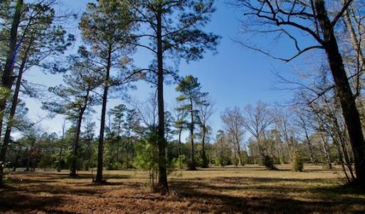 Photo #48 of SOLD property in Off Highway 304, Bayboro, NC 16.6 acres