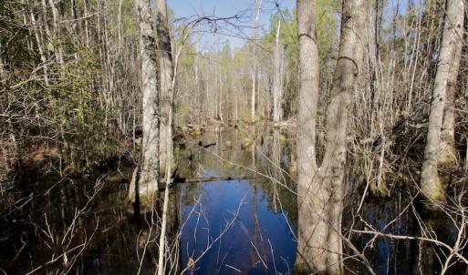 Photo #15 of SOLD property in Off Knobbs Creek Road, Elizabeth City, NC 611.0 acres