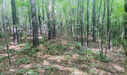 Photo #8 of SOLD property in Lot 1 - Hunters Bluff Lane, Warrenton, NC 15.0 acres