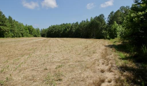 Photo #19 of SOLD property in Off Old Macon Hwy, Macon, NC 42.0 acres