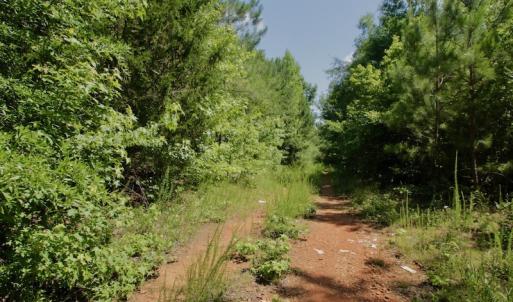 Photo #25 of SOLD property in Off Old Macon Hwy, Macon, NC 42.0 acres