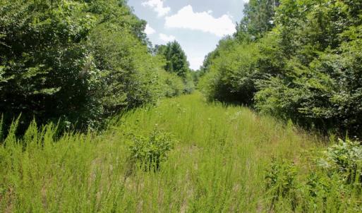 Photo #30 of SOLD property in Off Old Macon Hwy, Macon, NC 42.0 acres