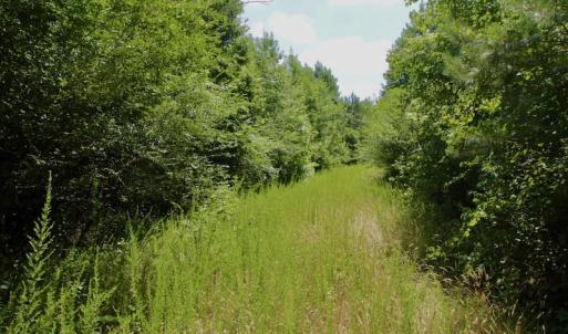 Photo #31 of SOLD property in Off Old Macon Hwy, Macon, NC 42.0 acres