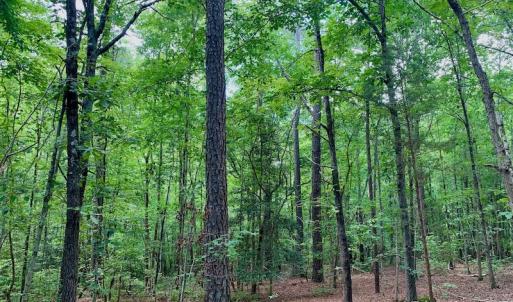 Photo #37 of SOLD property in 292 Peter Stallings Road, Macon, NC 53.0 acres