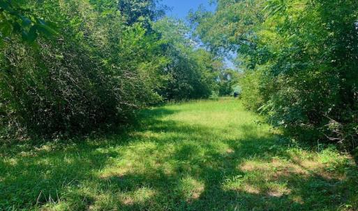 Photo #44 of SOLD property in Off Hwy 903, Scotland Neck, NC 26.7 acres