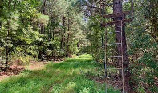 Photo #51 of SOLD property in 653 Jones White Road, Roper, NC 46.8 acres