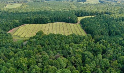 Photo #10 of SOLD property in Off Peter Stallings Road, Macon, NC 187.0 acres