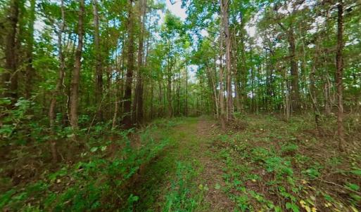 Photo #38 of SOLD property in Off Peter Stallings Road, Macon, NC 187.0 acres