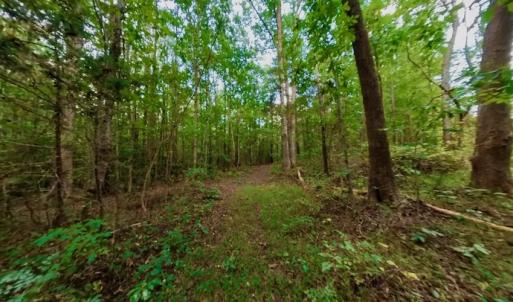 Photo #40 of SOLD property in Off Peter Stallings Road, Macon, NC 187.0 acres