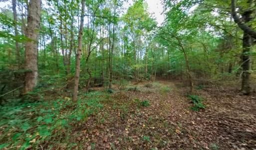 Photo #44 of SOLD property in Off Peter Stallings Road, Macon, NC 187.0 acres