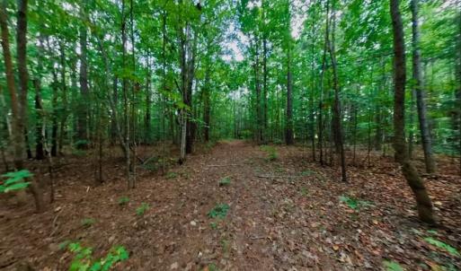Photo #48 of SOLD property in Off Peter Stallings Road, Macon, NC 187.0 acres