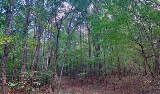 Photo #22 of SOLD property in Off Peter Stallings Road, Macon, NC 187.0 acres