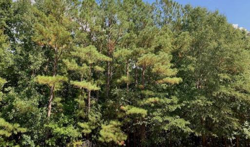 Photo #33 of SOLD property in Off Peter Stallings Road, Macon, NC 187.0 acres