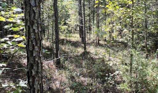Photo #54 of SOLD property in Off Horseshoe Trail, Halifax, VA 48.0 acres