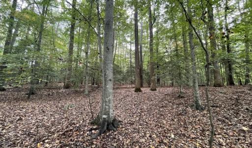 Photo #11 of SOLD property in Off Bethel Church Lane, Smithfield, VA 5.3 acres