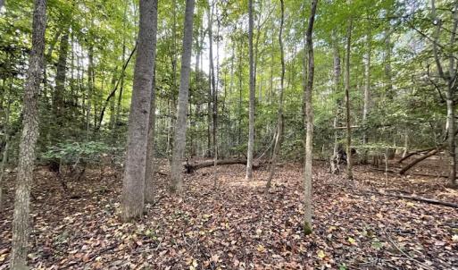 Photo #15 of SOLD property in Off Bethel Church Lane, Smithfield, VA 5.3 acres